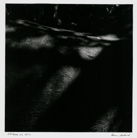 S-0385, "Old Horse, Chilmark 46"