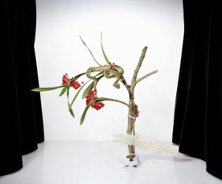 S-0789, "Maxillaria fulgens"