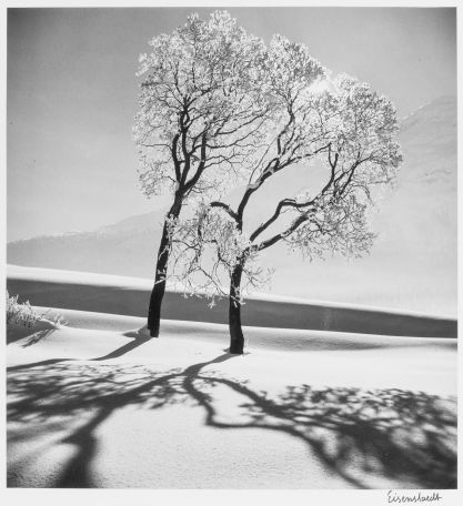 S-1885, "Two ice covered trees, near Saint-Mortiz, Switzerland"