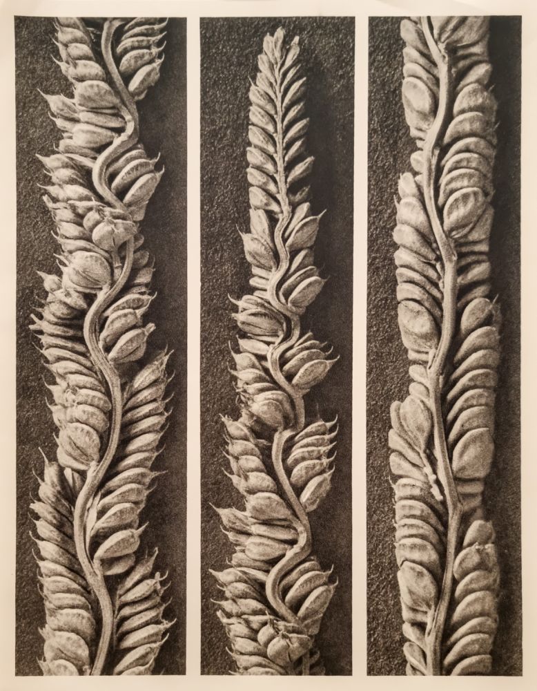 S-2839, Karl Blossfeldt, "Beckmannia eruciformis. From the family of grasses, seed spikes"