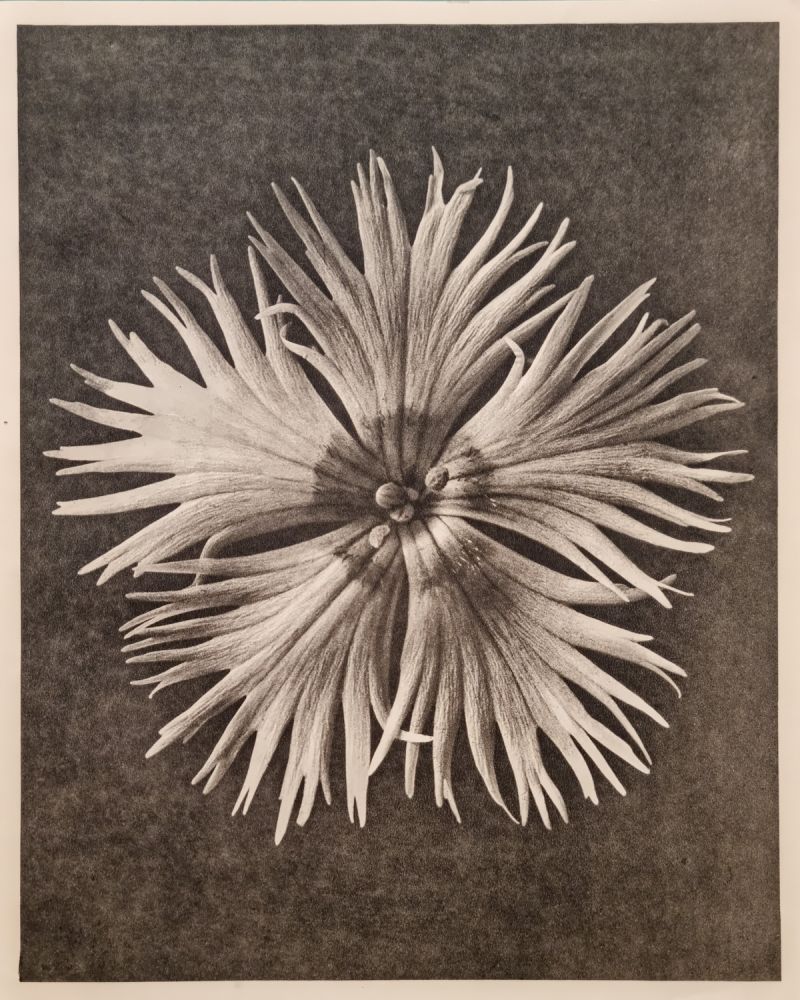 S-2841, Karl Blossfeldt, "Dianthus plumarius. common pink, in 8x magnification"