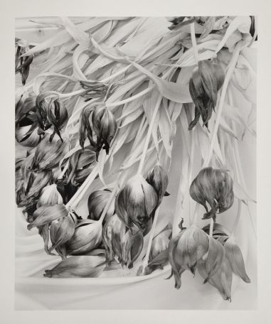 S-2892, "fallende Tulpen"